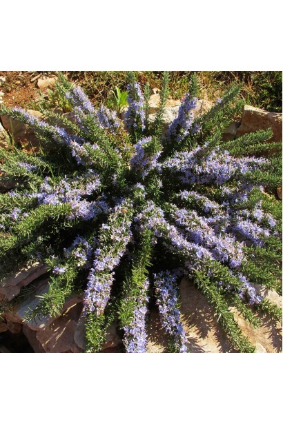 Поінт ду Раз – ароматний розмарин для саду